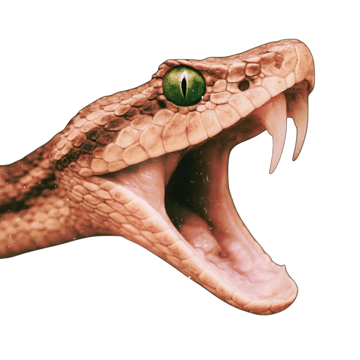 Serpiente con la boca abierta y los colmillos expuestos